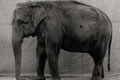 B. Burkhard, L'Éléphant, 1996